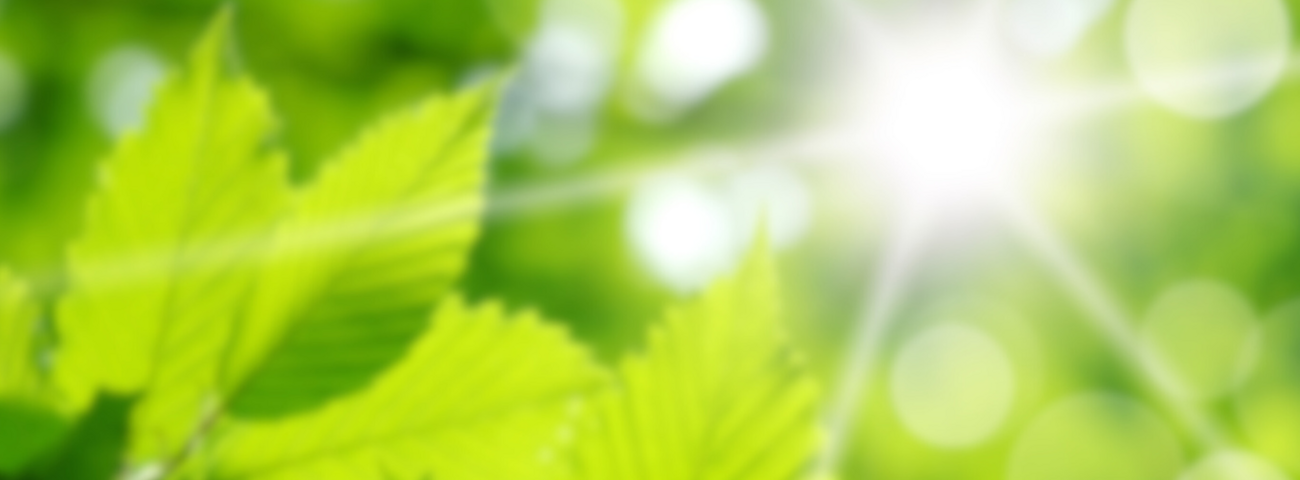 Sonne scheint durch Blätter