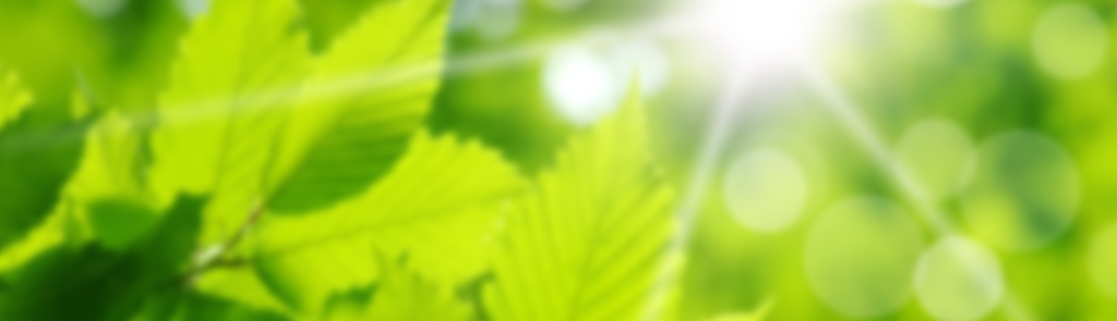 gr&uuml;ne Bl&auml;tter mit durchscheinende Sonne