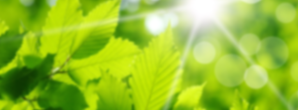 gr&uuml;ne Bl&auml;tter mit durchscheinende Sonne
